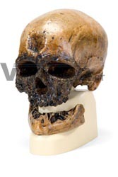 Anthropological skull – Cro-Magnon